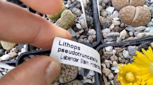 Обзор цветущих литопсов.Правильный уход за литопсами.Зимовка.Lithops.