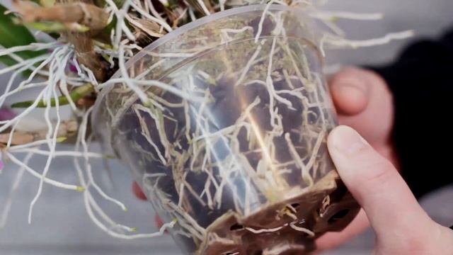 Dendrobium hibiki - что надо для цветения? смотреть онлайн