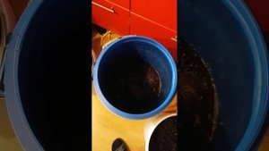 Приготовление вина из винограда Каберне Совиньон. Часть 1