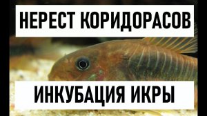 КОРИДОРАСЫ ОТНЕРЕСТИЛИСЬ | ИНКУБАЦИЯ ИКРЫ КОРИДОРАСОВ