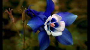 Я надел белоснежный хитон