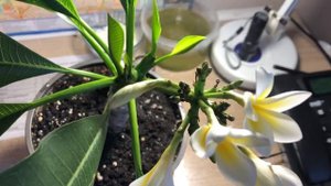 Плюмерия цветет. Часть 3