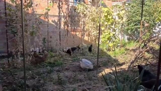 ЕЙСК?Шаньги и беляши. Строим курятник. Выпустили кур в огород.