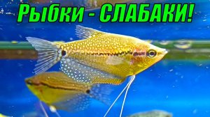 Новые рыбки оказались СЛАБАКАМИ!