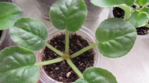 ЗАГНИВАЕТ ФИАЛКА!! НАДЕЖНЫЙ СПОСОБ СПАСТИ!! УСПЕШНЫЙ РЕЗУЛЬТАТ!!