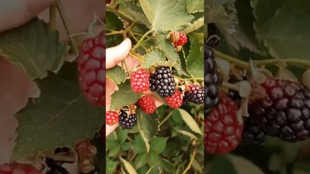 Самый сладкий сорт! ОСЕЙДЖ смотреть онлайн