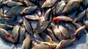 Зим.рыбалка на Десногорском водохран.Щеглов Виталий.mp4