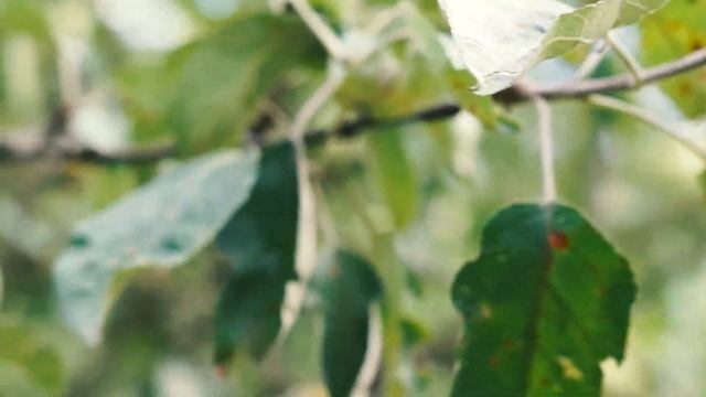 С днём свадьбы (Маше) смотреть онлайн