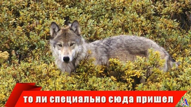 Чутье ВОЛКА не подвело - хищник до самой деревни провожал доброго человека смотреть онлайн