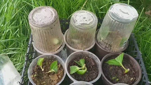 Гортензия САНДЕЙ ФРАЙЗ! Посадил.А как пережить зиму? Нужен совет. смотреть онлайн