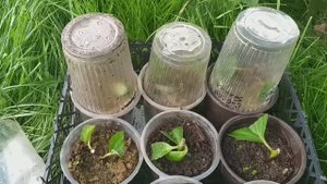 Гортензия САНДЕЙ ФРАЙЗ! Посадил.А как пережить зиму? Нужен совет.