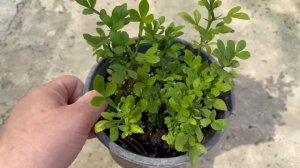 Подвой для цитрусовых. Понцирус Трифолиата 🌱