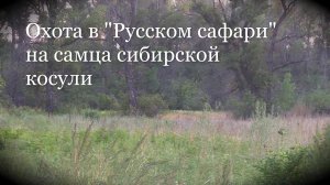 Охота в Русском сафари на самца сибирской косули