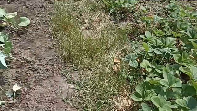 Июнь,жара,нет дождя,мы на даче,собираем урожай смотреть онлайн