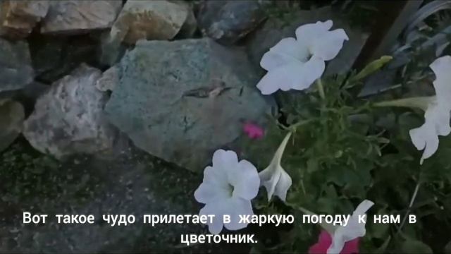 69.  Бабочка Бражник.
