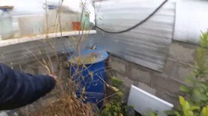 Гуси зимой ночуют на улице.