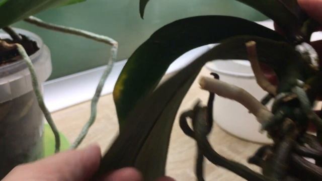 ОРХИДЕИ Как реанимировать орхидею часть 3 Реанимация орхидеи в домашних условиях смотреть онлайн