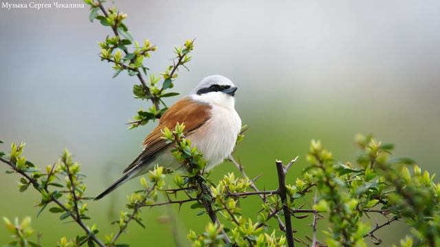 Самая красивая мелодия в мире! Эту музыку можно слушать вечно! Отличная музыка Сергей Чекалин Vol.1 смотреть онлайн