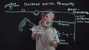 Цитология. Лекция 12. Фагоцитоз. Окштейн И.Л.