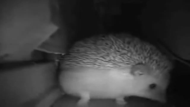 ежик чихнул, пукнул и сказал я кит я кит смотреть онлайн