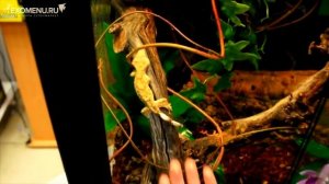 Объёмный фон для террариума/ аквариума