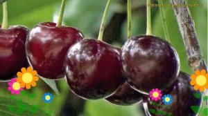 Вишня обыкновенная Морель Брянская. Краткий обзор, описание prunus cerasus Morel Bryanskaya