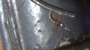 ОБМАНКИ на ХАРИУСА ( не подводили !!! Советы начинающим ХАРИУЗЯТНИКАМ.)