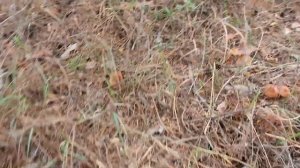 НАКОНЕЦ-ТО ГРИБЫ ПОШЛИ!!! ЛЕС НЕ ХОТЕЛ ОТПУСКАТЬ ГРИБНИКА! БЕСКОНЕЧНЫЙ СБОР ОСЕННИХ ГРИБОВ 2022!