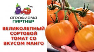 Великолепный сортовой томат со вкусом манго