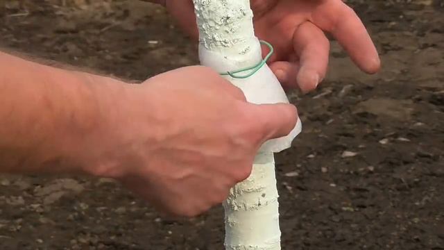 2018 Мини-конус липкий изнутри − ловчий пояс для деревьев смотреть онлайн