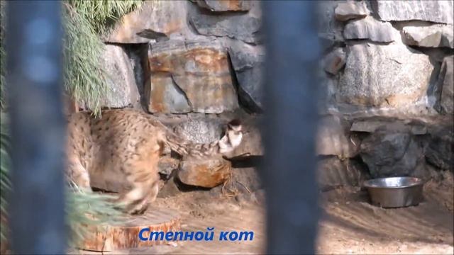 Коты на прогулке 29.04.2021 смотреть онлайн