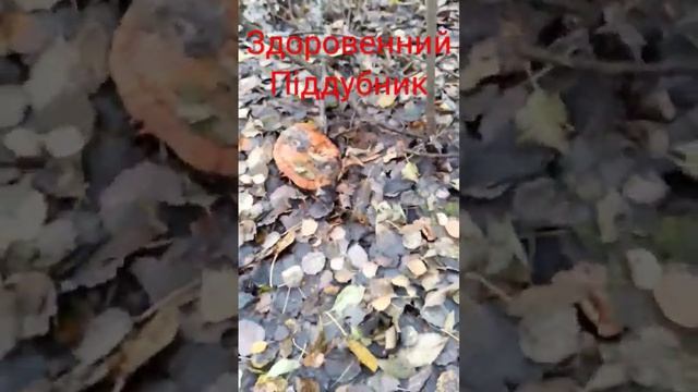 Самий більший піддубник - гриби 2022 смотреть онлайн