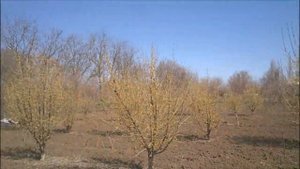 Конторта. Фундук самого позднего цветения.