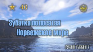 ✮ Норвежское море ✮ Зубатка полосатая ✮