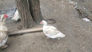 Мускусная утка немецкой тяжёлой линии