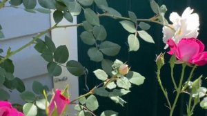 Роза Перенниал Блю???Крокус роуз, Бургунди Айс, зацветает Джарджан, Толбиак???