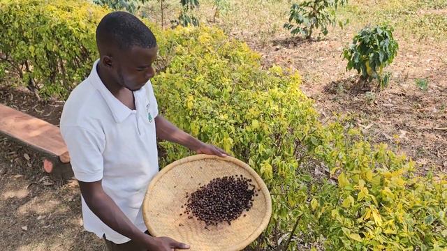 Обработка кофе в Руанде. Посмотрите! смотреть онлайн