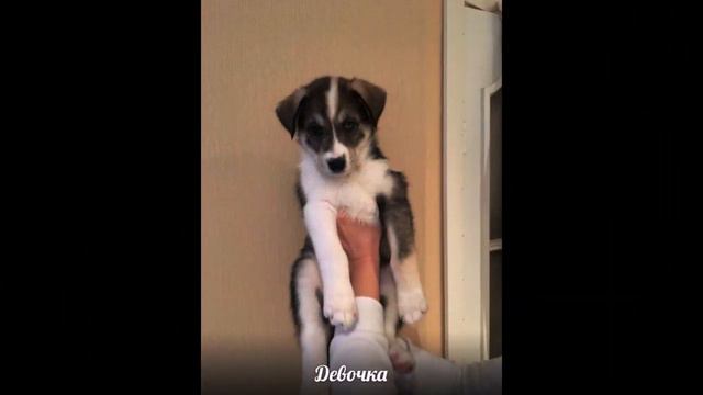 Детки Соломона-Соломоненята