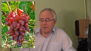 @Лопаются ягоды винограда Ответ на вопросы