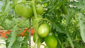 Томат Розовая Стелла. Выдержит и жару, и заморозки!