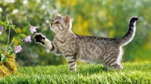 Красивые картинки котиков ?