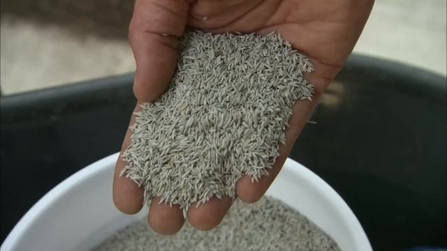 How to Patch a Lawn With Grass Seed | Ask This Old House смотреть онлайн