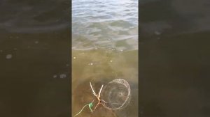 Рыбалка и отдых на шардаре 2017г