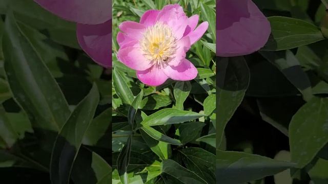 Bowl Of Beauty Peony Blooming