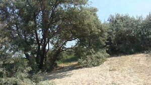 Бердянская дальняя коса, пляжный тент. Berdyansk. Бердянск