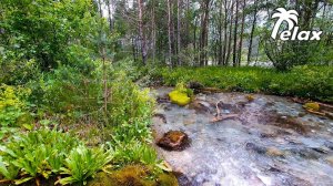 Pure Mountain Stream 4K and Sounds of Nature for Relaxation