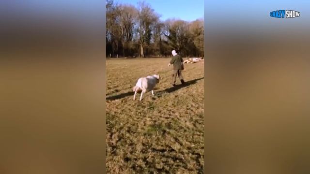 БАРАНЫ И КОЗЛЫ АТАКУЮТ! ПРИКОЛЫ С БАРАНАМИ СМЕШНЫЕ КОЗЛЫ #4 смотреть онлайн