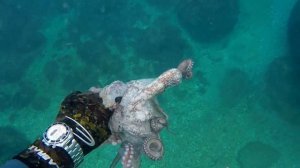 Spearfishing - Catch Kill n´ Cook of an Octopus