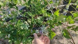 ?Голубика Блюголд? Среднего срока созревания.