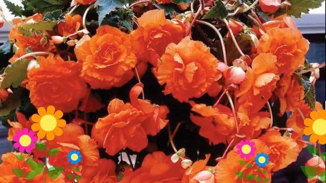 Бегония клубневая (Cascade orange). Краткий обзор, описание характеристик, где купить луковицы смотреть онлайн